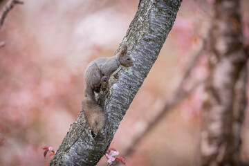 北海道の5月、エゾリスと山桜。
