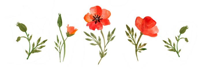 Set of watercolor scarlet poppies on a white background.
