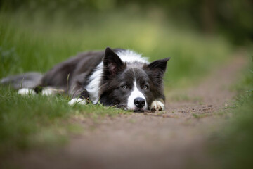 border collie dog