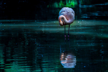 水辺　フラミンゴ