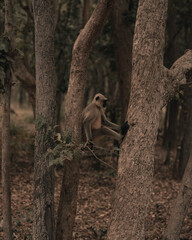 black tailed macaque sitting