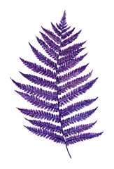 Beautiful fern leaves green foliage natural Ultra Violet creative and moody color of the picture.