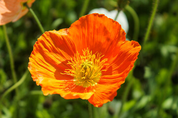 orange poppy flower
