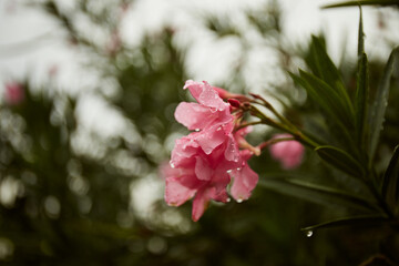 Pink Nerium oleander flowers with water drops. Botanical garden in Tbilisi, Georgia