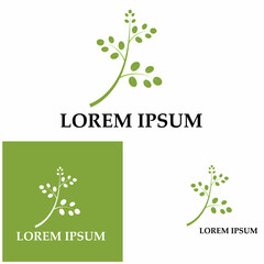 Moringa leaf logo illustration vector design