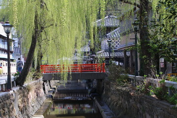 ペリーロードの風景。下田の町並み。新葉が鮮やかな柳と、レトロな趣きのある街並み。 © onaka