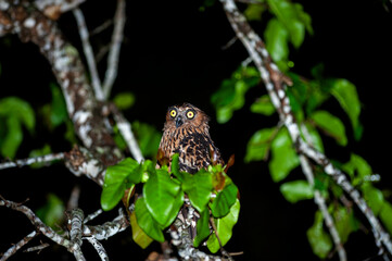 owl bird standing on branch in the forest at night. Big yellow eyes, looking for prey. Is a protected wildlife.