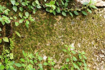 Background of old brick wall covered with moss and a climbing plant