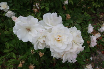Gros plan sur un églantier en fleur, Le Conquet, Finistère, Bretagne
