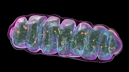 Mitochondria, a membrane-enclosed cellular organelles, which produce energy - obrazy, fototapety, plakaty