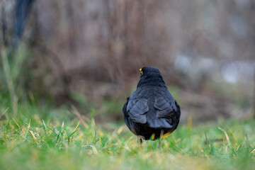 Amsel sitzt in der Wiese