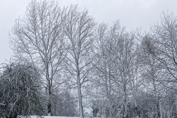 La neige blanchie les peupliers -France