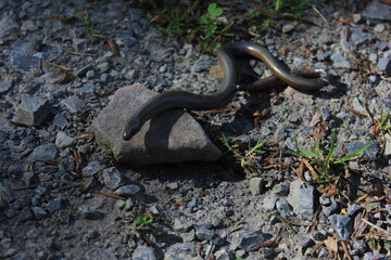 A grey grass snake on the ground