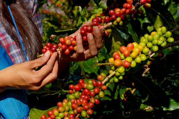 Raw or ripe Arabica and Robusta and organic coffee berries beans with agriculturist hands. Farmer crop fruit at farm in Java.