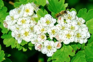 Blüten in einer blühenden Hecke im Frühling, darauf eine Biene / Wildbiene