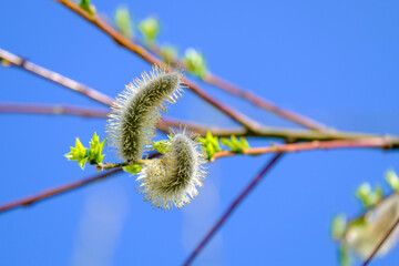 Blühende Weidenkätzchen (lat.: salix) vor dem blauen Hintergrund des Himmels