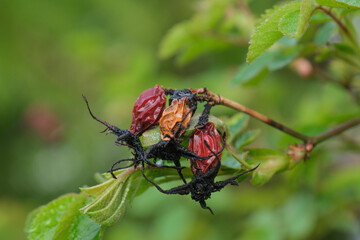 Vertrocknete Hagebutten (lat. Rosa canina)