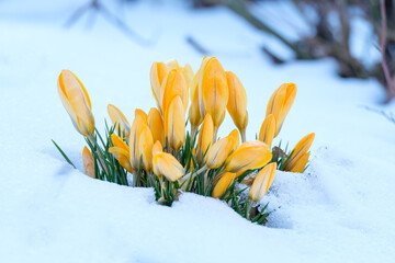 Gelbe Blüten von Krokussen im Schnee © Guntar Feldmann