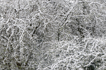 La neige recouvre les arbres - France