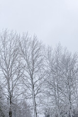 Fototapeta na wymiar Les peupliers blancs de neige - France