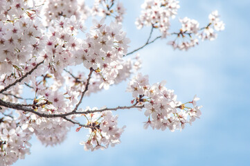 Obraz premium Cheery Blossoms