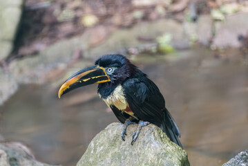Aracari, a medium-sized tucan with bright plumage and enormous bill. Birds watching. Portrait