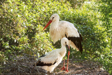 White storks, mother and baby in the nest