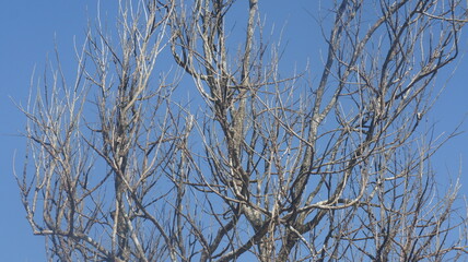 Dry tree branch against a blue sky background . Autumn 