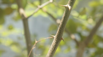 A close-up the thorns on the stem with a blurred background