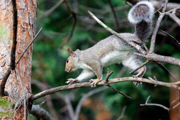 un écureuil sur une branche dans la forêt