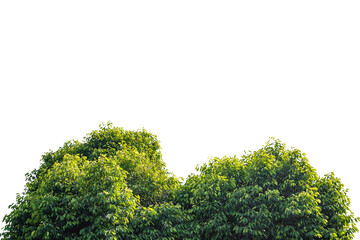 Green leaf on white background .