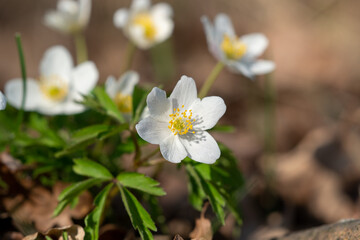 Buschwindröschen im Wald