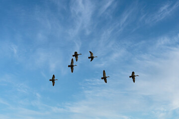 快晴の青空の中を、群れで飛翔する野生のカモ