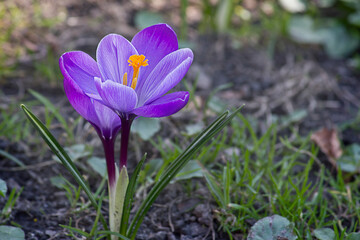 one lilac crocus close-up blooming in the park in spring