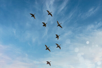 快晴の青空の中を、群れで飛翔する野生のカモ