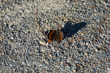 Red admiral butterfly (Vanessa Atalanta) perched on gravel in Zurich, Switzerland