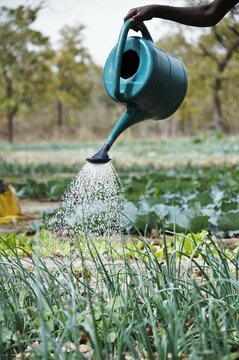 Un arrosoir pour donner vit au jardin 