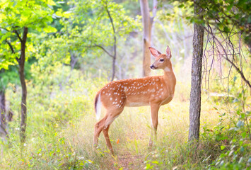 White-tailed deer fawn standing in the beautiful morning light in the forest, Canada - 496309117