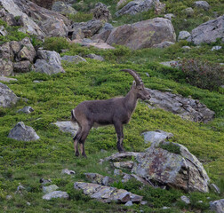 Bouquetin au milieu de la verdure et des rochers
