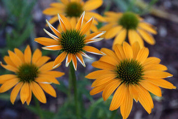 Echinacea purpurea, yellow herb, garden perennial