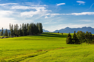 Panoramic view of beautiful sunny landscape in the Alps with fresh green meadows
field in the front and mountain tops in the background with blue sky and clouds, bavaria, allgäu,seeg