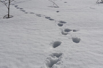 Footprints of brown bears in Hokkaido in winter