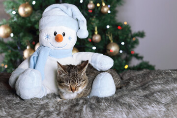 Cute little gray Kitten sleeping on the feet of a toy Snowman. Cat sleeping on the background of the Christmas tree. Happy New Year. Merry Christmas. Gray Cat close up. Greeting card. Tabby