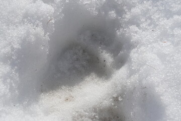 Footprints of brown bears in Hokkaido in winter