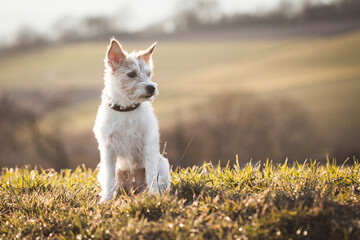 Parson Russell Terrier im Sonnenuntergang