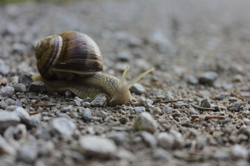 A nail on the ground 