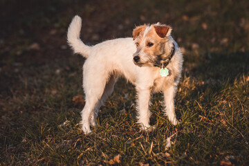 Parson Russell Terrier im Sonnenuntergang
