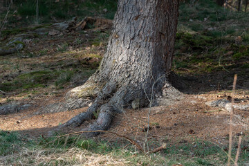 Bäume im Wald