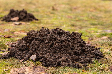 Fresh molehills on a yellow green spring lawn with fallen leaves. Small problem concept image with molehill. Mole dig in meadow. Close up photo of mole mound in spring. Damaged lawn by mole-hill.