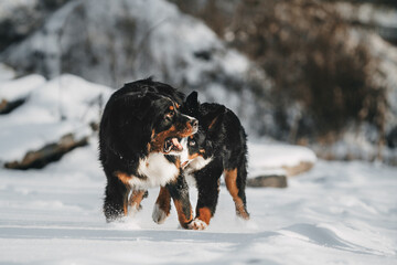  Bernese mountain dog in a beautiful forest